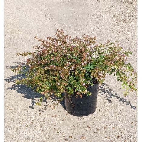 Abelia Edward Goucher Rose Pot 24 cm Arbuste à Fleurs Semi-Persistant (1/3)