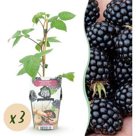 Ronce Noire Rubus Black Satin - Lot de 3 Plantes Fruitières Rustiques pour Jardin et Balcon - Pot 9 cm - PANGIVO (1/5)
