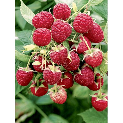Framboisier 'Boheme' Pot de 1,5L/2L, Touffe