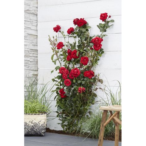Rosier Crazy in Love 'Red' - Rosier rouge à fleurs veloutées - pot 15 cm - hauteur 65 cm - PANGIVO (1/5)