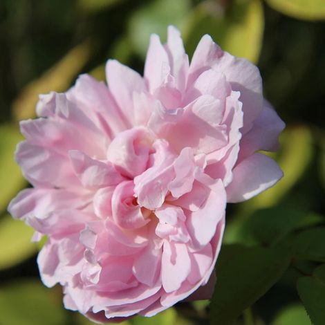 Rosier liane François Juranville/Pot de 15L - 100/150 cm (1/2)