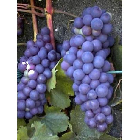 Vigne 'Boskoop Glory' Pot de 1,5L/2L