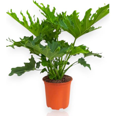 Gardenaria Philodendron 'Little hope' - Pianta da interno ornamentale - Altezza: 45 cm (vaso 19) (1/5)