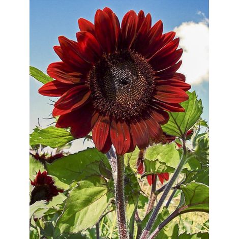 Soleil des jardins le sachet de 30 graines (1g) (1/2)