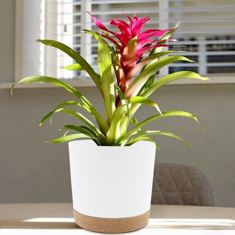 Lot de 2 pots de fleurs, plastique recyclable, trou de drainage, soucoupe amovible, intérieur orchidée cactus (1/5)