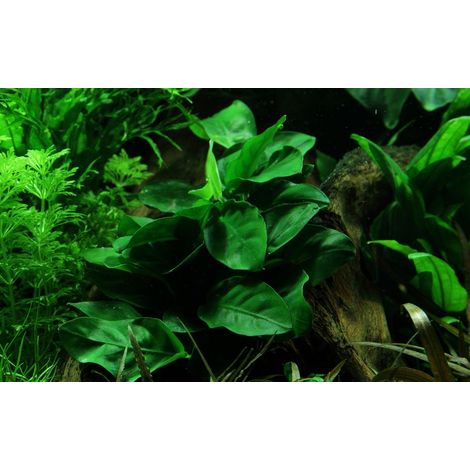 Aquarium Pflanze Anubias barteri nana Nr.301