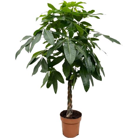 Pachira Aquatica Arbre à Monnaie Plante Verte d'Intérieur Décorative 170 cm Pot Ø 27 cm - PANGIVO (1/4)