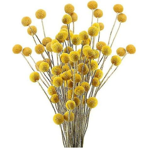 40 tiges fleurs séchées naturelles fleurs séchées Craspedia Fleurs Billy Button Balls Bouquet floral