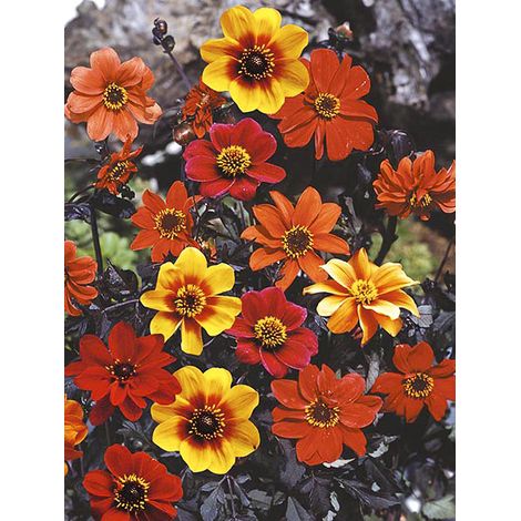 Dahlia variabilis 'Bishop's Children' le sachet de 50 graines (0,5g) (1/2)