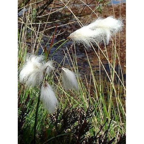 Linaigrette Godet de 8/9 cm