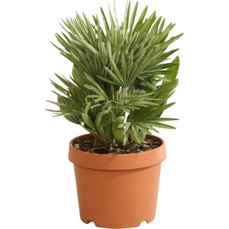 Palmier nain 'Siciliana' Chamaerops humilis 'Siciliana' Pot 22cm (1/2)