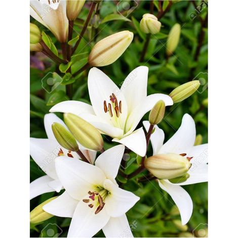 Liliums LA Flor Natural Ramo de 10 tallos 80cm de alto