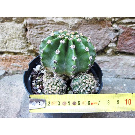Echinopsis oxygona caespitosa hybrid. fiore fuxia 6 cm, cactus, pianta grassa