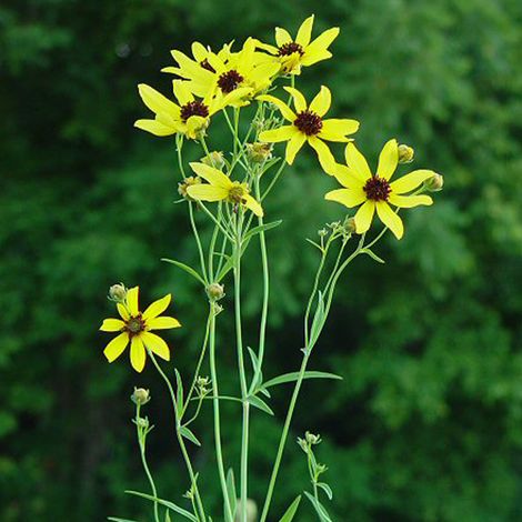 4 x Coreopsis tripteris - godet 9x9 cm