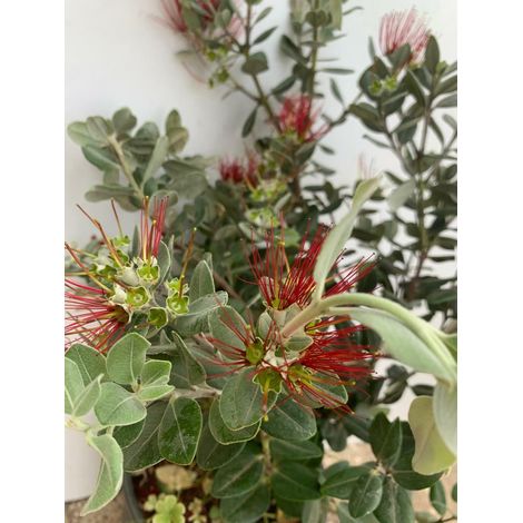 PIANTA DI METROSIDEROS EXCELSA IN VASO 30 altezza cm 150/160 cm (foto reale)