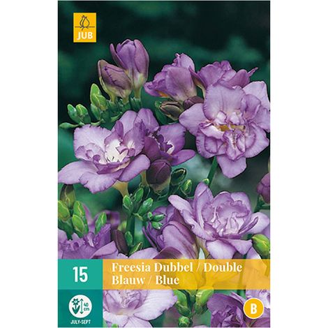 15 FREESIAS DOUBLES BLEUS