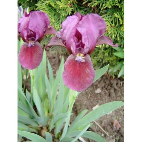 Iris nain 'Cherry Garden' Rhizome, Calibre 4/6 (1/2)