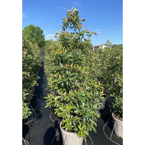 Gardenaria Photinia fraseri 'Red Robin' - Arbusto ornamentale da giardino - Altezza: 125/175 cm (vaso24) (1/5)