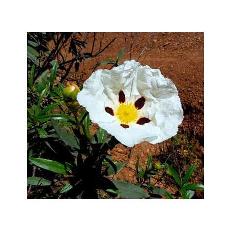 4 Plantas de Cistus Ladanifer. Jara Pringosa (1/2)