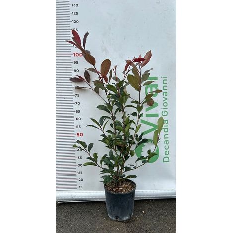 50 Piante di Photinia V18 H 90/120 cm – Red Robin – Siepe Sempreverde Colorata