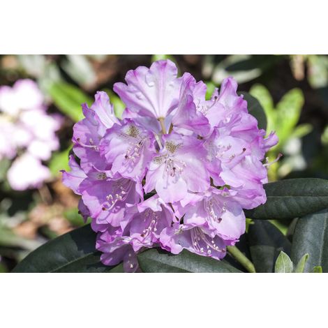 Rhododendron 'Snipe' Rhododendron 'Snipe' C2 20- 25