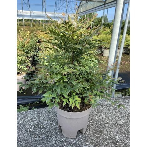 Gardenaria Nandina domestica 'Gulf Stream' Rubra - Arbusto ornamentale da giardino - Altezza: 50/60 cm (vaso24) (1/3)