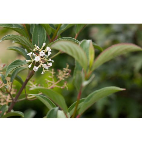 Hilliers Schneeball 'Winton' Viburnum hillieri 'Winton' Sta C 5 Krone einj. Sth. 60- (1/5)