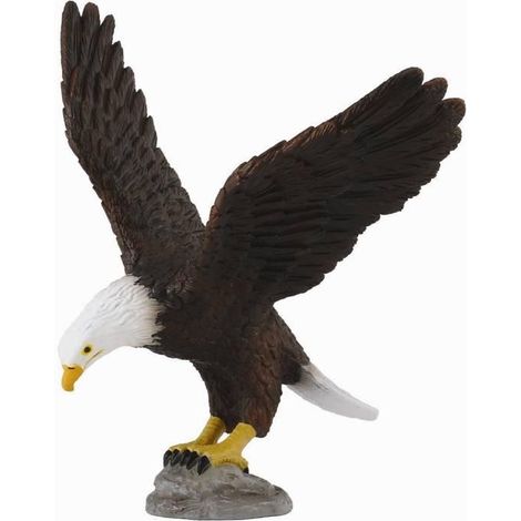 Aquila calva