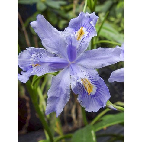 Iris bambou 'Martyn Rix' Pot de 3L/4L (1/2)