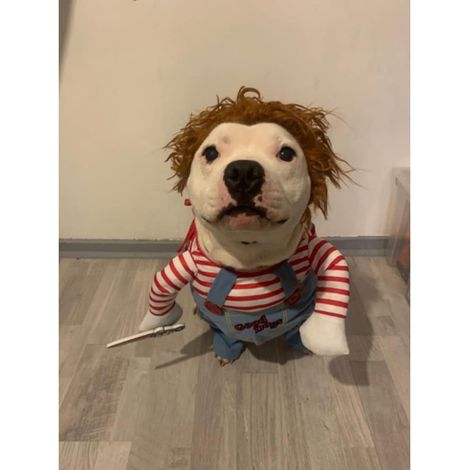 MINKUROW Bambola Mortale Cane Cane Costume Novità Animali Divertenti Vestiti Per Feste Cosplay Vestiti Per Animali Domestici Adatto Per Cuccioli Di Taglia Grande E Media (Xl)