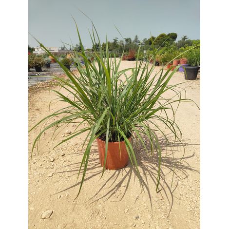 Eulalie Miscanthus Sinensis Lady Red Pot 24 cm Graminée Ornementale (1/4)