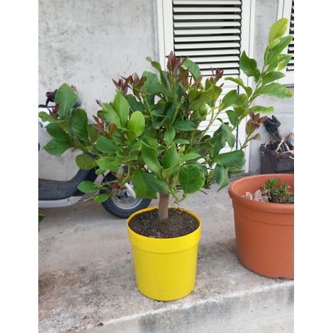 Limone lunario "Citrus limon" 4 stagioni pianta in vaso giallo ø22 cm Agrumi di Sicilia foto reali (1/3)