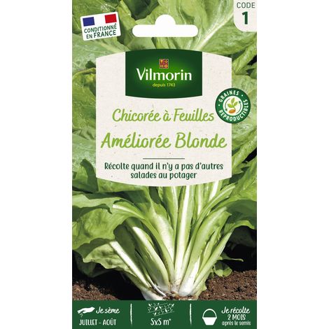 Chicorée à Feuilles Améliorée Blonde Vilmorin