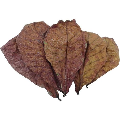 Feuilles De Catappa - Pour Aquarium - Naturelles - pH Équilibrant - Pour Betta Poissons Tortues Crevettes Silures - Sachet De 10 Pièces