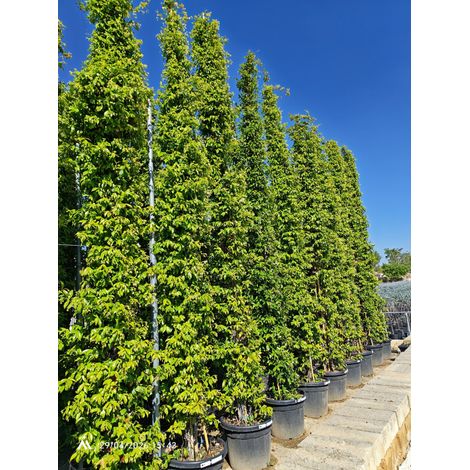 RHYNCOSPERMUM JASMIN. POT 60 H.500