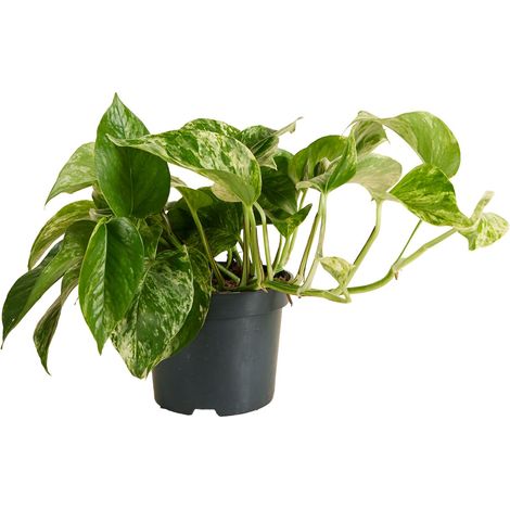 Bloomique - Epipremnum Marble Queen - Plante retombante - Convient également comme plante grimpante - Plante d'intérieur - Purificateur d'air - Facile d'entretien - Hauteur 15-20 cm - Pot 12 cm
