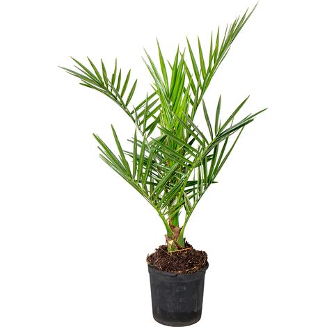 Bloomique - Phoenix Canariensis - Palmier des Canaries - Palmier rustique - Plantes de jardin - Hauteur 50-70 cm - Pot 15 cm (1/4)