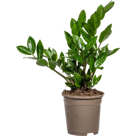 Zamioculcas Zamiifolia - Plante ZZ d'Intérieur Facile d'Entretien - Vert Foncé - Ø17 cm H40-50 cm - PANGIVO (1/4)