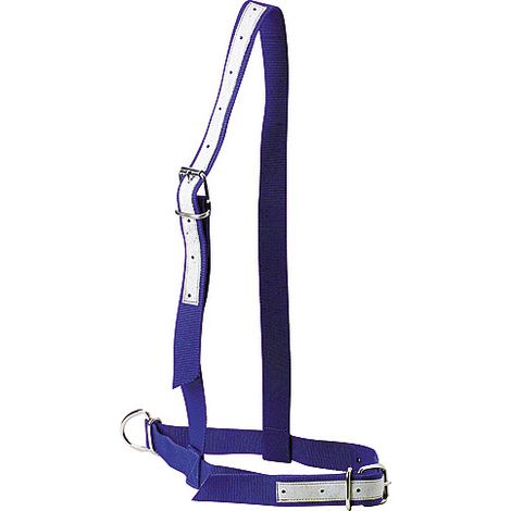 Licol en nylon bleu pour vache