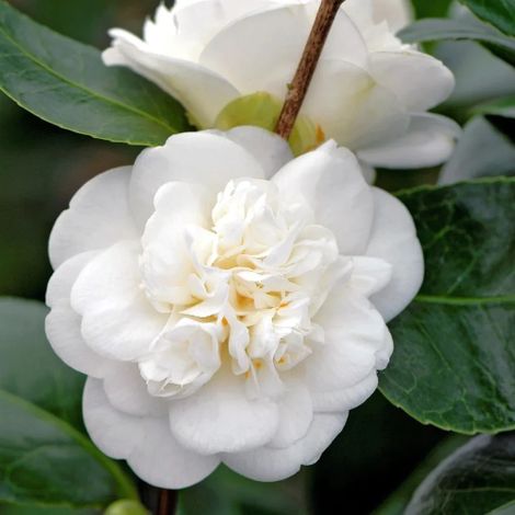 Camelia rosa intenso rosso "Camellia japonica" pianta in mastello 70/90 lt h 160/180 cm (1/4)