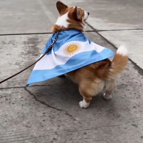 Cape pour chien aux couleurs de la Coupe du Monde 2026, en satin, idéale pour les petits et moyens chiens - Argentine - 50 cm x 50 cm- Lot de 2