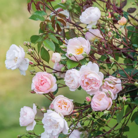 Gardenaria Rosa 'The Lady of the Lake' - Rosa da giardino - Altezza: 40/50 cm (vaso20) (1/3)