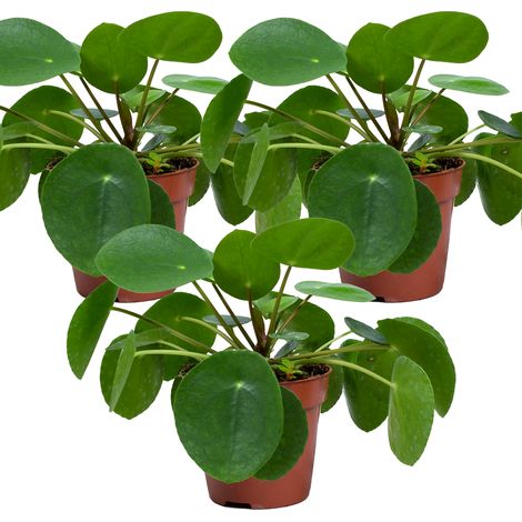 Bloomique - Lot de 3 - Pilea Peperomioides - Plante à crêpes - Plante d’intérieur - Dépolluante - Sans danger pour les animaux - 15-20 cm de haut - Pot 12 cm