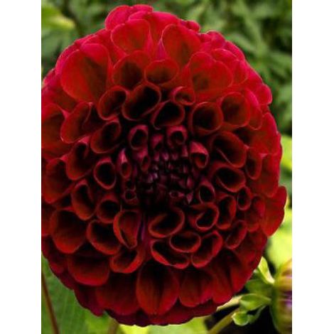 Dahlia Gpe Pompon 'Downham Royal' Bulbe calibre I (1/2)