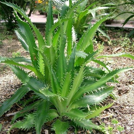Panicaut à feuille d'Agave/Lot de 9 godets