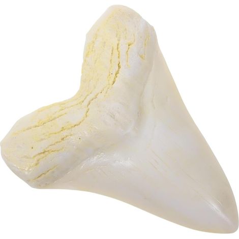 Dent de Requin Design Osseux Naturel Réaliste en Résine Décoration Rétro Sculpture de Crâne Animal pour Bureau ou Café pour Collectionneurs (1/5)