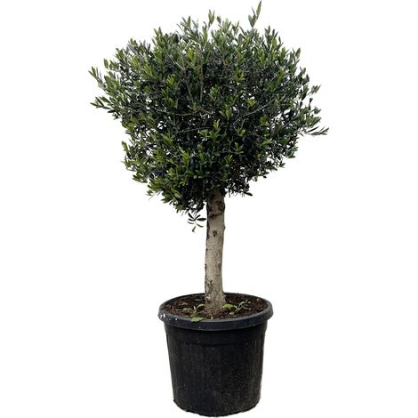 Olivier Olea Europaea Lorc - Arbre Méditerranéen Tronc Torsadé - Hauteur 180 cm Ø 50 cm - PANGIVO (1/4)