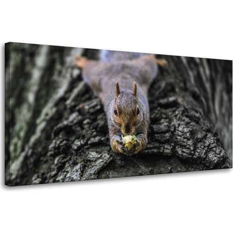 Leinwanddruck Tiere Eichhörnchen Baum 80x40