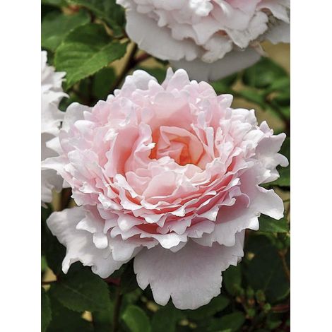 Rosier 'Sophie Rochas' Pot de 3L/4L