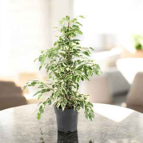Gardenaria Ficus benjamina 'Twilight' - Pianta da interno ornamentale - Altezza: 140 cm (vaso 27)
